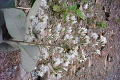 Vernonia arborea